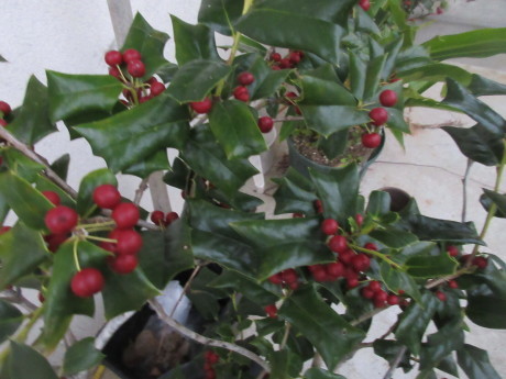 a0203003_17031686.jpg