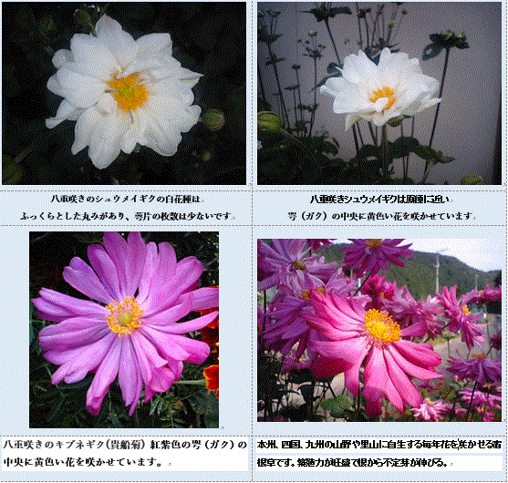 シュウメイギク 秋明菊 の一重と八重咲き 18 11 6 徳ちゃん便り