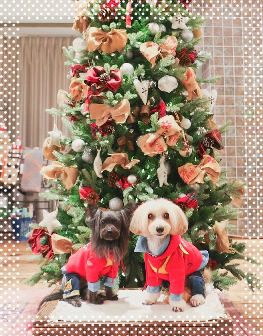 中目黒 クリスマス雑貨入荷情報 まめつぶ