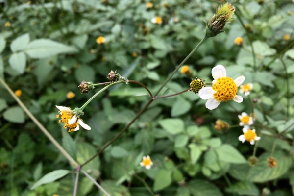 コシロノセンダングサ 小白栴檀草 世話要らずの庭