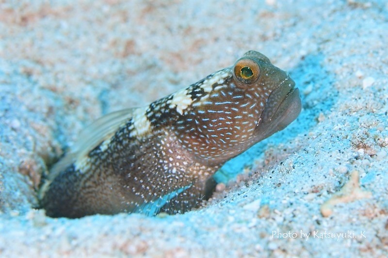 ムラサメ_c0211615_17392216.jpg