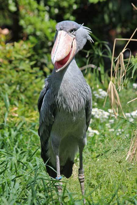 5月の上野動物園～ハシビロコウと鳴くルリカケス_b0355317_20562871.jpg