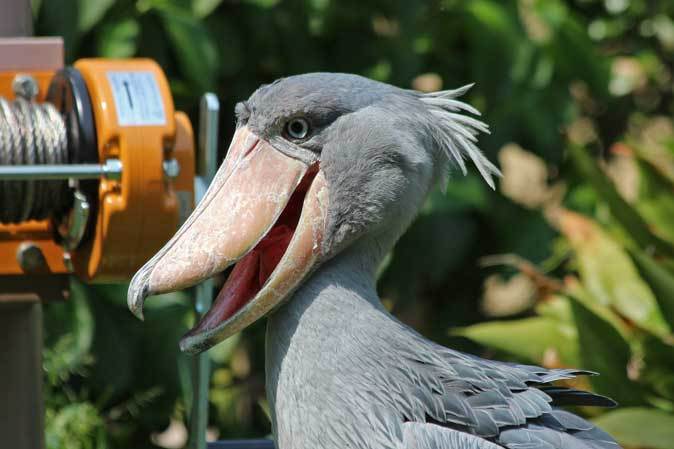 5月の上野動物園～ハシビロコウと鳴くルリカケス_b0355317_20574399.jpg