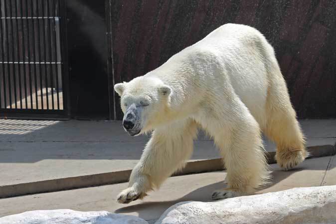 5月の上野動物園～ハシビロコウと鳴くルリカケス_b0355317_21030136.jpg