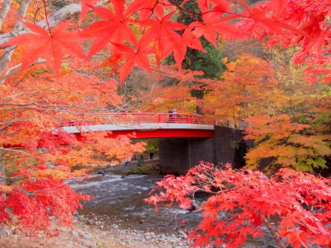 中野もみじ山の紅葉（黒石市）*2018.11.05_b0147224_21511347.jpg