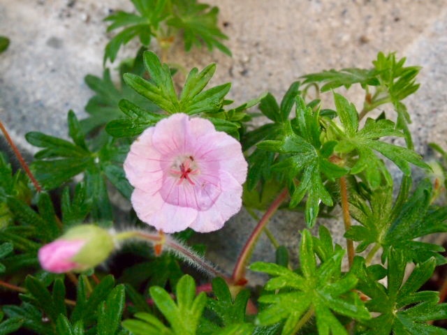 a0329935_11463021.jpeg