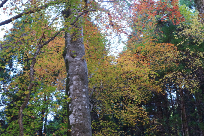 初冬の神掛岩コースの紅葉は？_e0272335_17263149.jpg