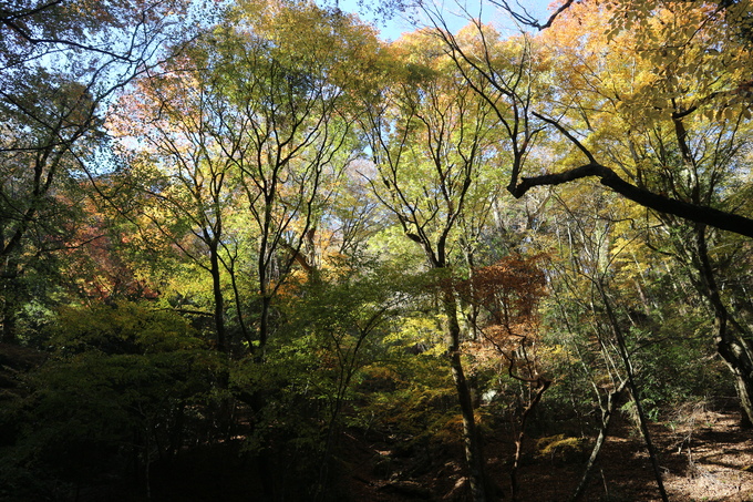 初冬の神掛岩コースの紅葉は？_e0272335_1728265.jpg