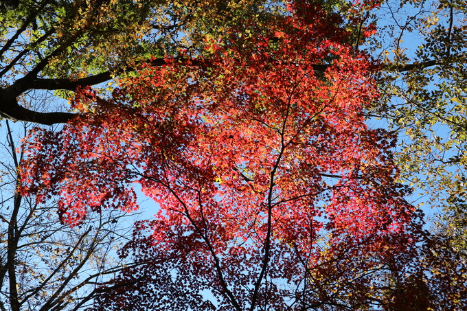 初冬の神掛岩コースの紅葉は？_e0272335_17485391.jpg