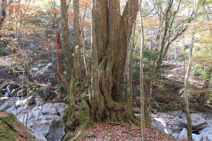 初冬の神掛岩コースの紅葉は？_e0272335_17592348.jpg