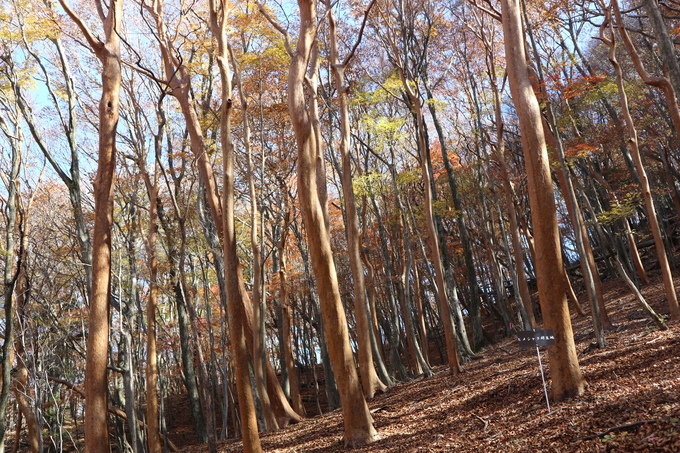 初冬の神掛岩コースの紅葉は？_e0272335_18375067.jpg