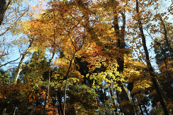 初冬の神掛岩コースの紅葉は？_e0272335_1841372.jpg