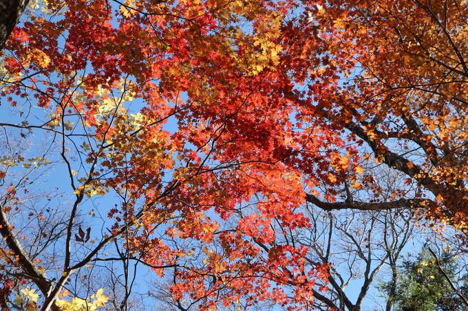 初冬の神掛岩コースの紅葉は？_e0272335_18431512.jpg