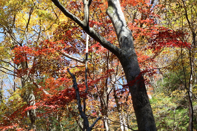 初冬の神掛岩コースの紅葉は？_e0272335_1872676.jpg