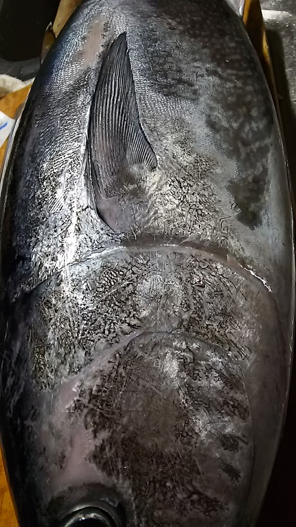 よこわマグロ さく間料理屋 よこわマグロ さく間料理屋