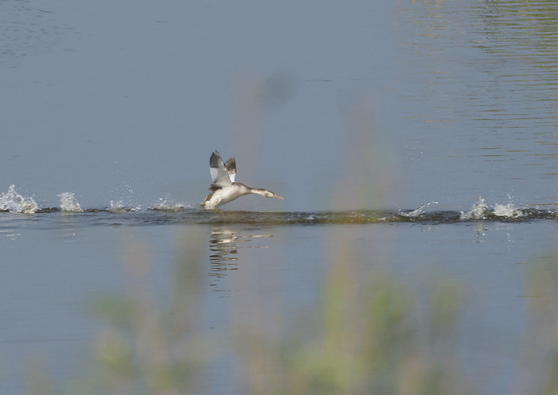d0290240_08510314.gif