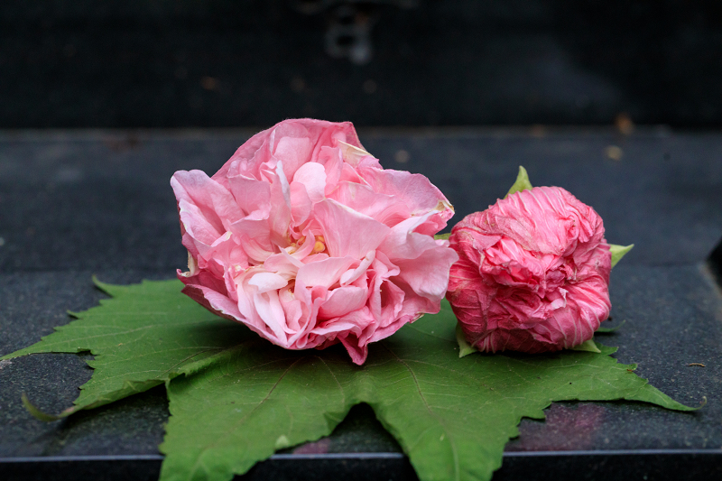 酔芙蓉咲く寺（大乗寺）_f0155048_2317493.jpg