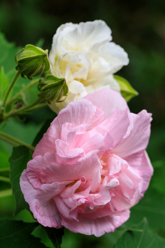 酔芙蓉咲く寺（大乗寺）_f0155048_2384882.jpg