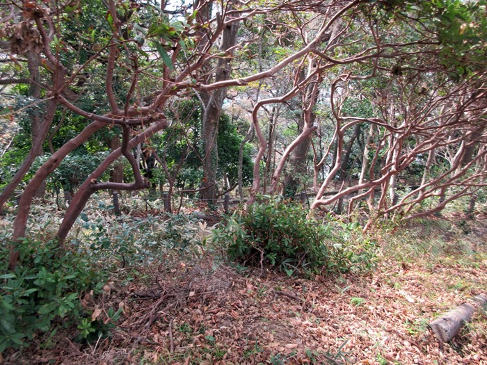 b0009849_10325491.jpg