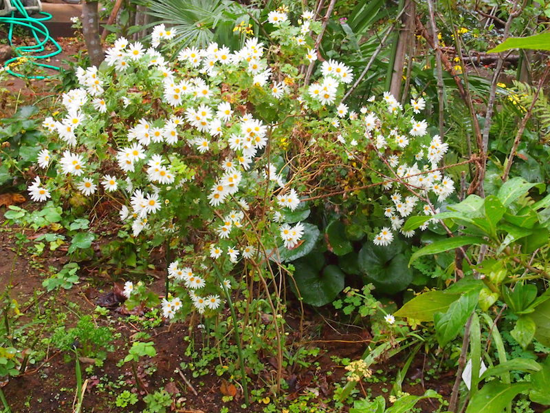 秋の庭と・・・消えた菊・・・_b0396150_11311919.jpg