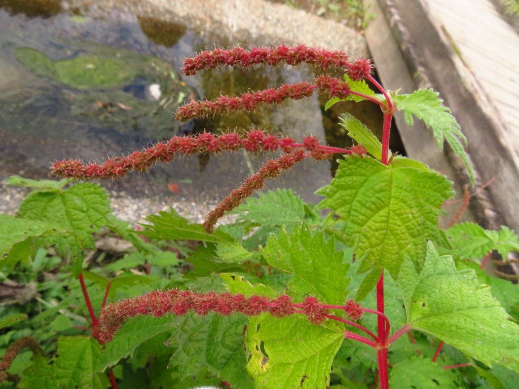 a0018655_09035385.jpg