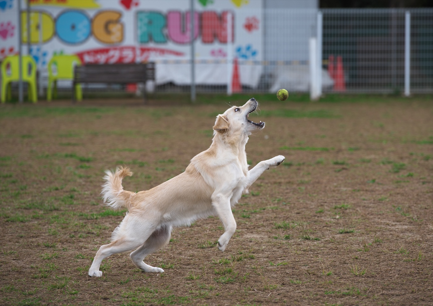 ドッグラン松戸にて_f0018464_6414944.jpg