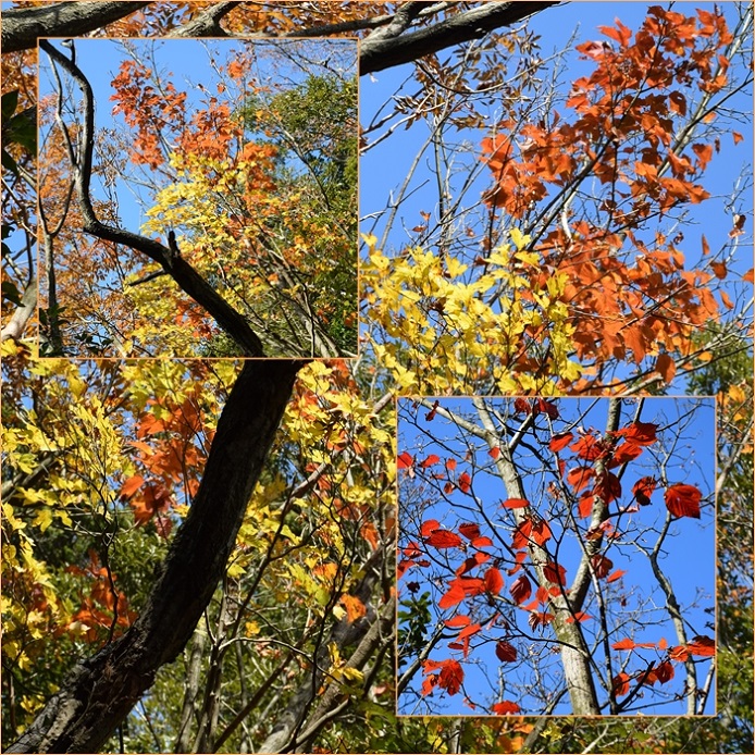 紅葉の宝満山登山へ・・・三郡縦走路の紅葉。_f0016066_2022337.jpg