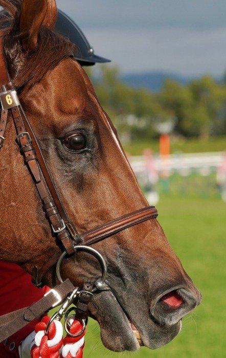 第18回JBCは京都競馬場で開催、第1弾は第10レース JBCスプリント_b0173867_01012149.jpg