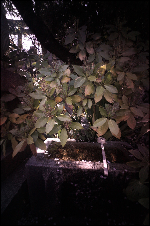 c0168172_12231329.jpg