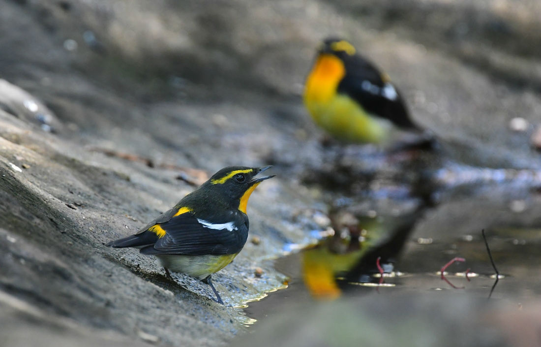 賑やかなキビタキ　ヤマガラ_f0053272_23054205.jpg