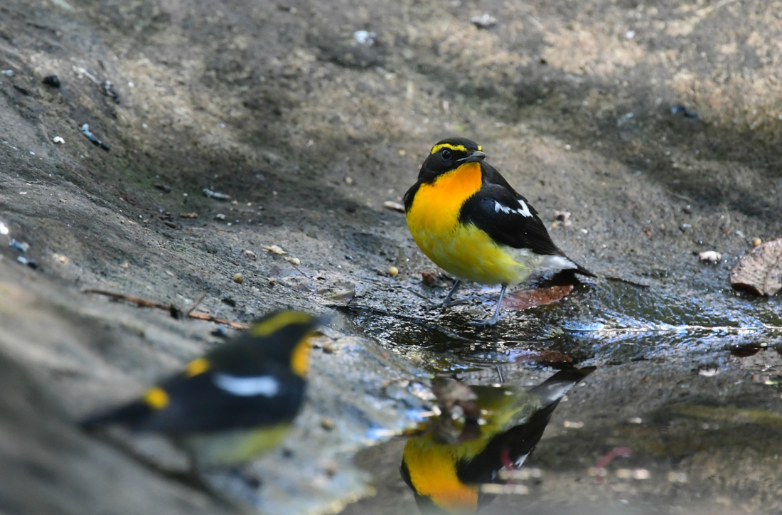 賑やかなキビタキ　ヤマガラ_f0053272_23060856.jpg