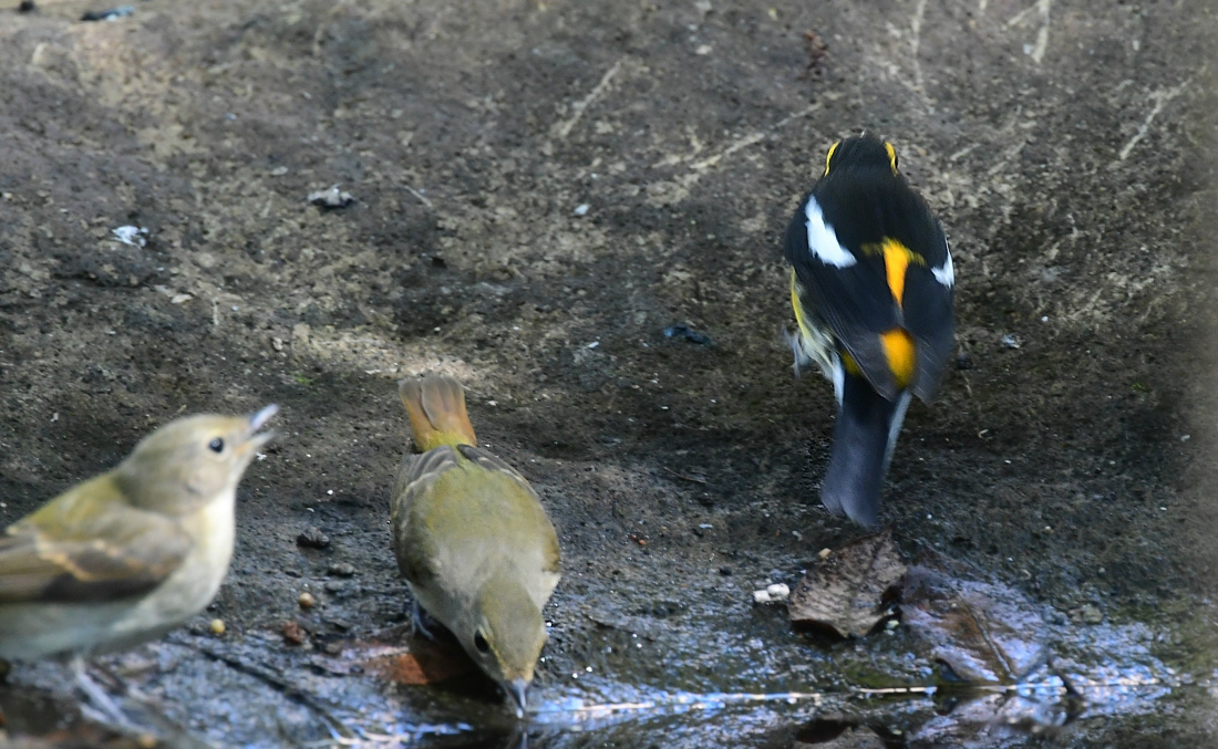 賑やかなキビタキ ヤマガラ_f0053272_23071060.jpg