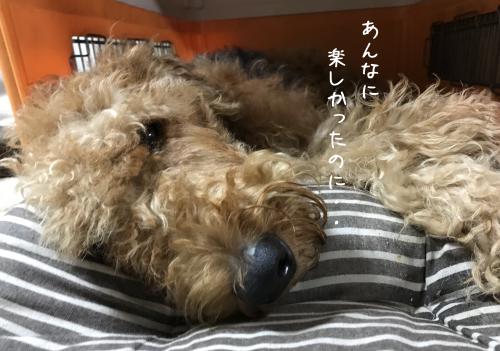 a0216583_22382941.png