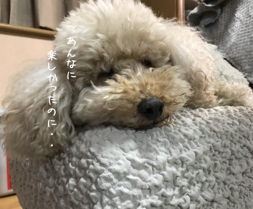 a0216583_22383353.png