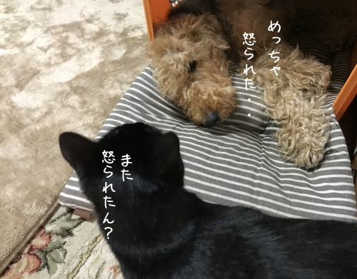 a0216583_22384750.png