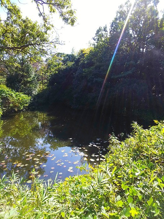 のらりくらり雑記(森林公園編1)_d0354903_11384935.jpg