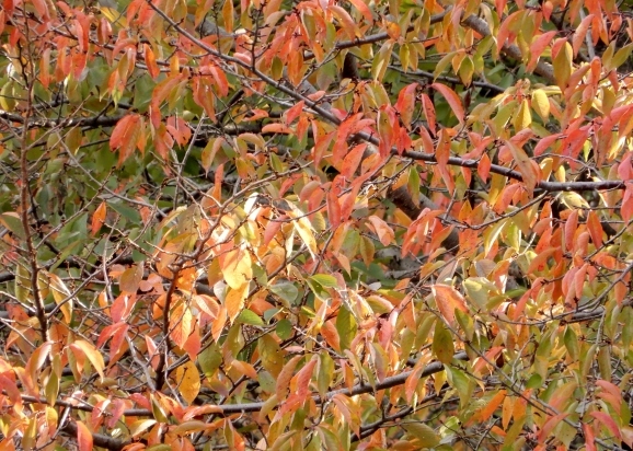 c0345705_17424646.jpg