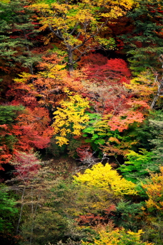 奥日光 いろは坂の下り線の紅葉1_a0263109_15581412.jpg