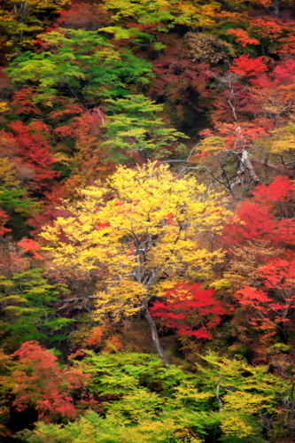 奥日光 いろは坂の下り線の紅葉1_a0263109_15584195.jpg