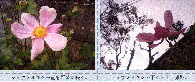 f0231709_10295414.gif