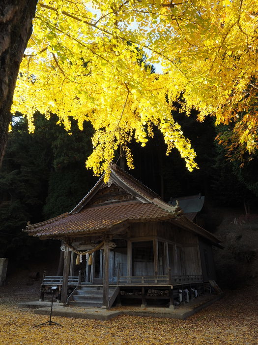 客人神社のイチョウ_c0116915_23585070.jpg