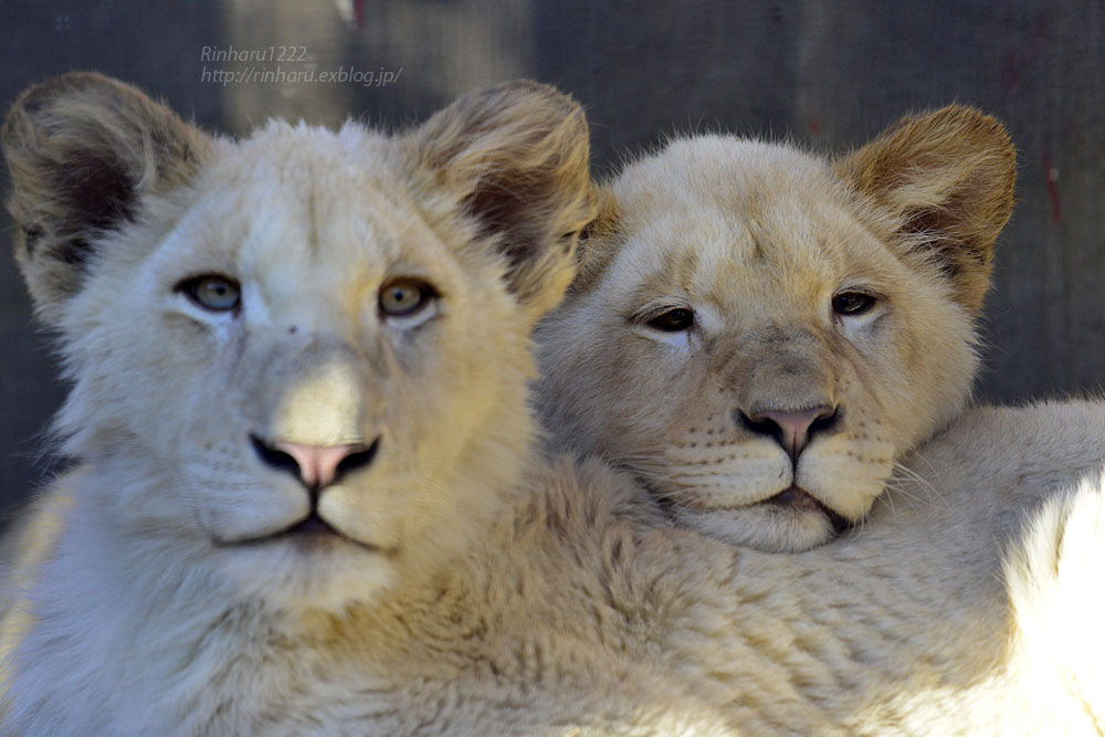 2017.1.1 宇都宮動物園☆ホワイトライオンのステルクとアルマル【White lion couple】_f0250322_20342460.jpg