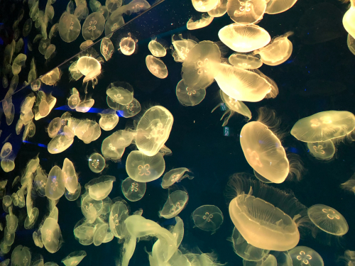 名古屋港水族館のクラゲ_c0204027_18273138.jpg