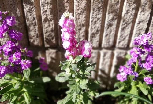 a0050728_16010255.jpeg