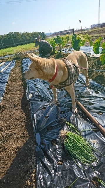 びっくりの多い日_b0138430_15052530.jpg