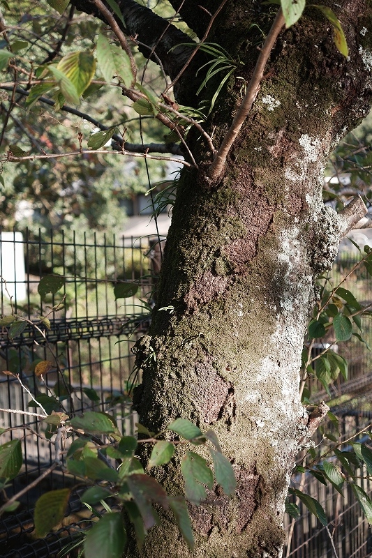 樹_e0374932_06415337.jpg