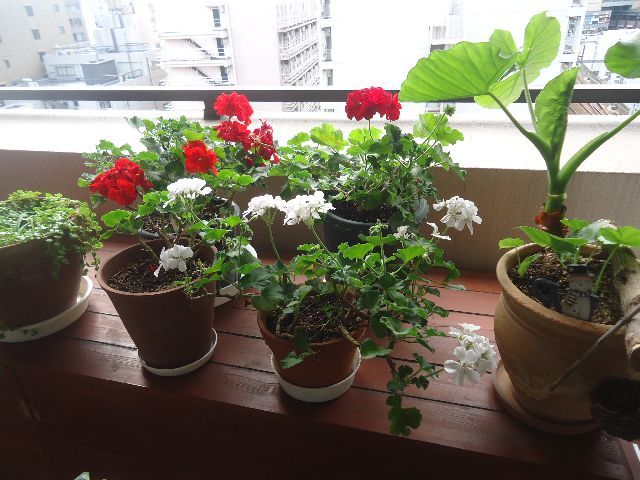 d0380237_11473539.jpg