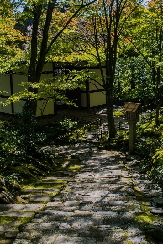 常寂光寺に咲く石蕗（ツワブキ）_e0363038_11074610.jpg