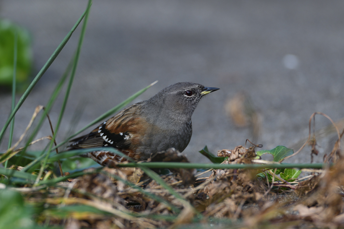 ２０１８年１１月、１２月の鳥たち _a0039245_22423672.jpg