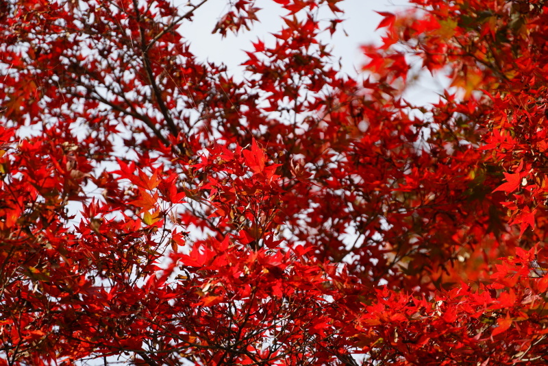 大寧寺の紅葉_c0306845_18003986.jpg